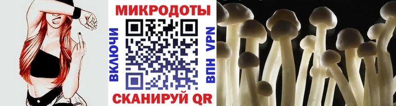 Псилоцибиновые грибы Psilocybe  Сегежа 